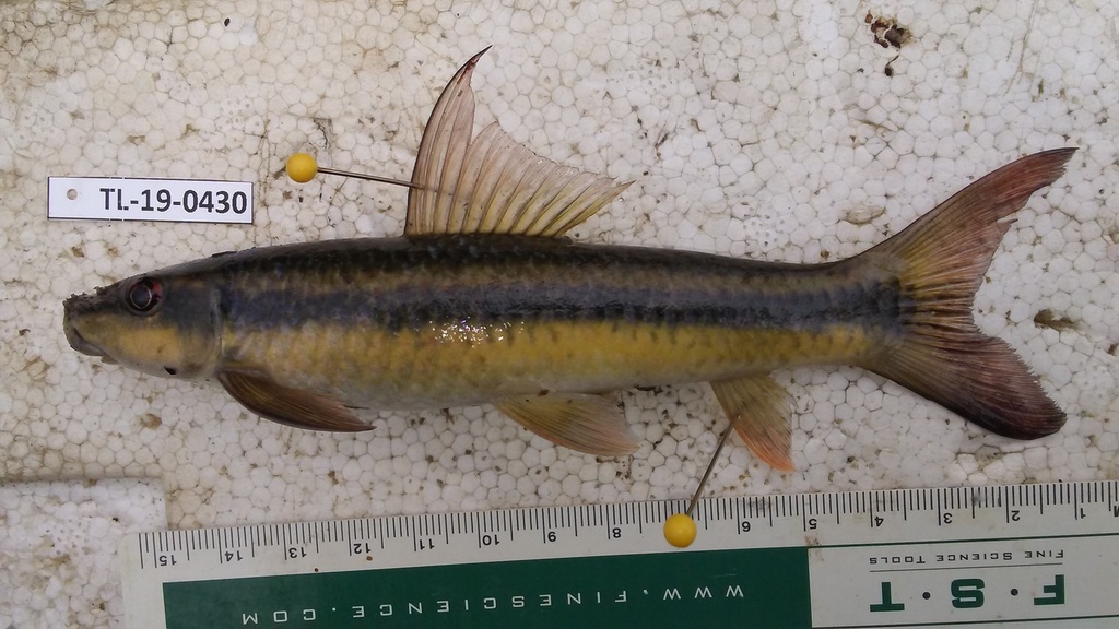 Simpson's labeo (Labeo simpsoni) — Cyprinidae