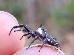 Sandalodes bipenicillatus