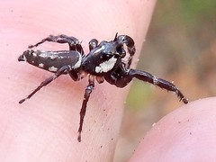 Sandalodes bipenicillatus