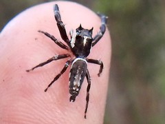 Sandalodes bipenicillatus