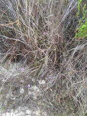 Amphithalea biovulata