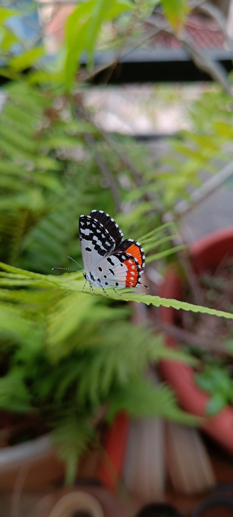 Red Pierrot