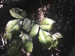 Lardizabala biternata