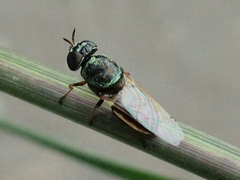 Oplodontha