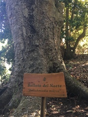 Beilschmiedia miersii