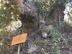 Beilschmiedia miersii