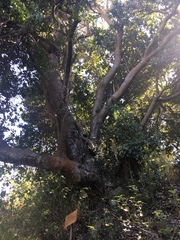 Beilschmiedia miersii