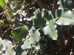 Citronella mucronata