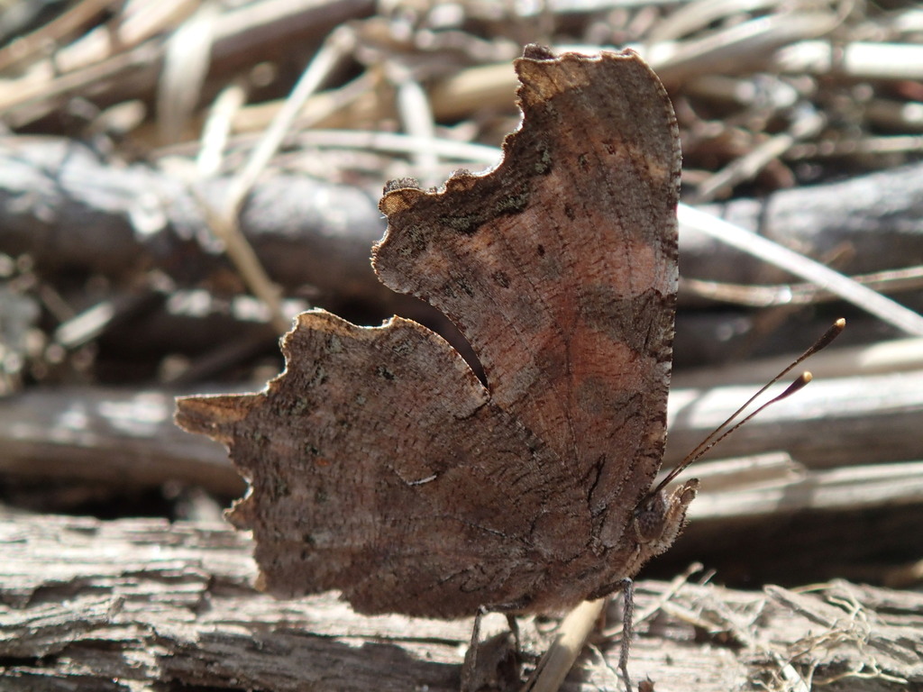 'Green' Green Comma