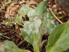 Podosphaera plantaginis