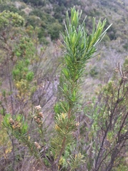 Baccharis linearis