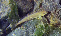 Hexagrammos stelleri