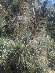 Puya coerulea