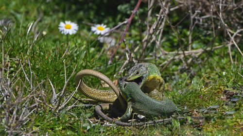 Balkan Green Lizard, Κρήτη, Ελλάδα, photo 9 of 10