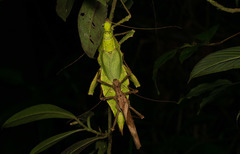 Heteropteryx dilatata