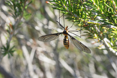 Leptotarsus clavatus