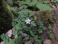 Ellisiophyllum pinnatum