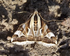 Agrioglypta excelsalis