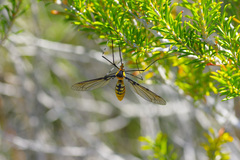 Leptotarsus clavatus