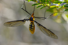 Leptotarsus clavatus