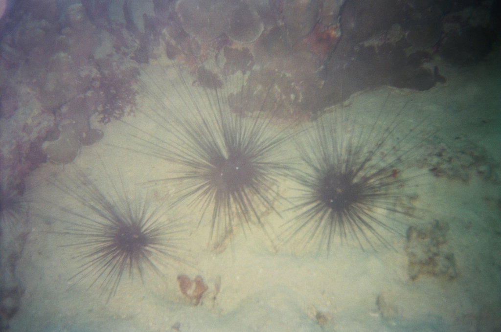Diadema setosum