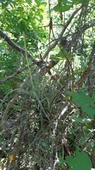 Tillandsia exserta