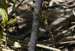 Leucorrhinia intermedia