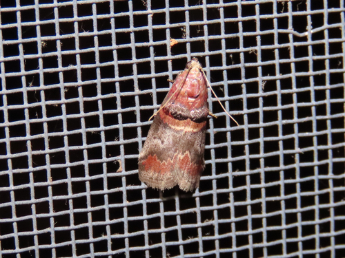Hickory Leafstem Borer Moth photo 5