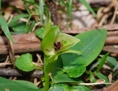 Chiloglottis jeanesii