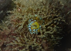 Botrylloides magnicoecus