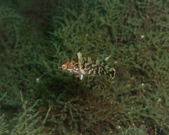 Halichoeres nebulosus