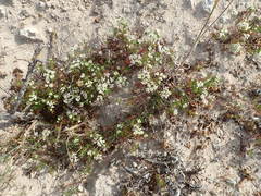 Dasispermum