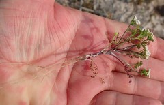 Dasispermum