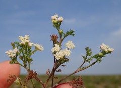 Dasispermum