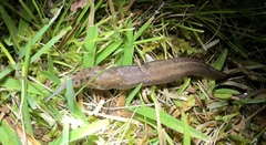 Limax maximus