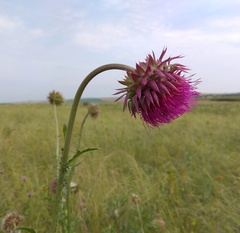 Carduus nutans leiophyllus