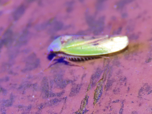 Ponana pectoralis