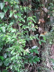 Wisteriopsis reticulata