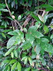 Wisteriopsis reticulata