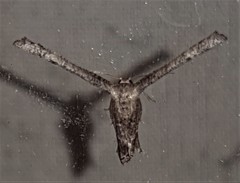 Phazaca interrupta