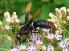 Rhynchium haemorrhoidale