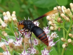 Rhynchium haemorrhoidale