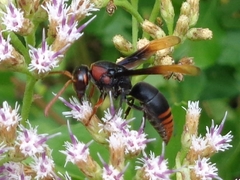 Rhynchium haemorrhoidale