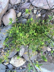Tetramerium