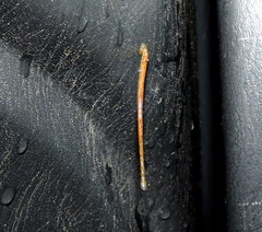 Haemadipsa zeylanica