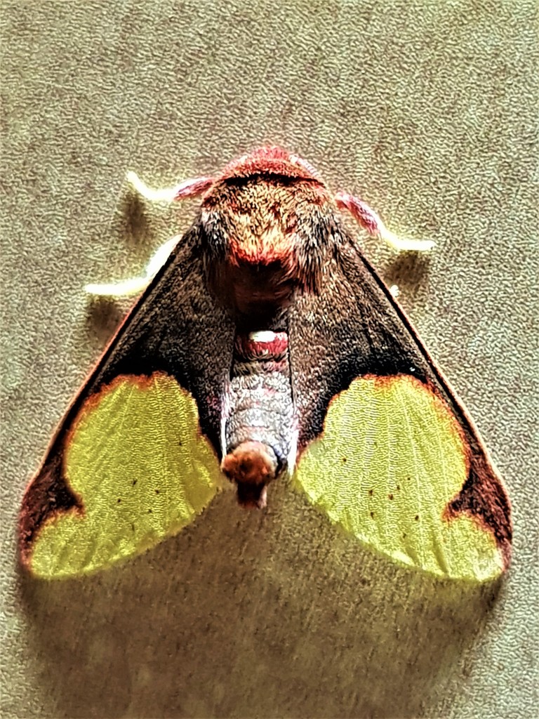 Neonerita incarnata