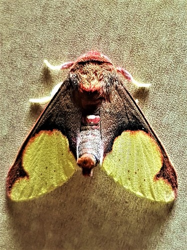 Epimolis