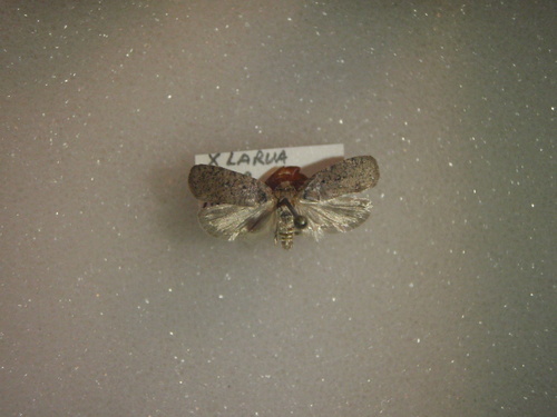 Agonopterix pteleae