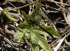 Leucorrhinia intermedia