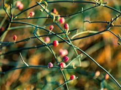 Ephedra foeminea